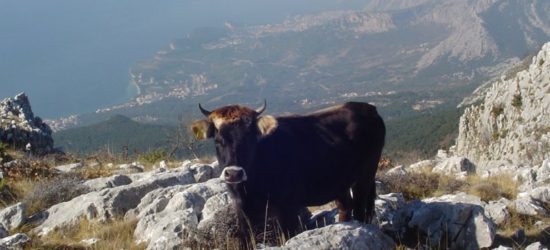 Busa govedo govedina
